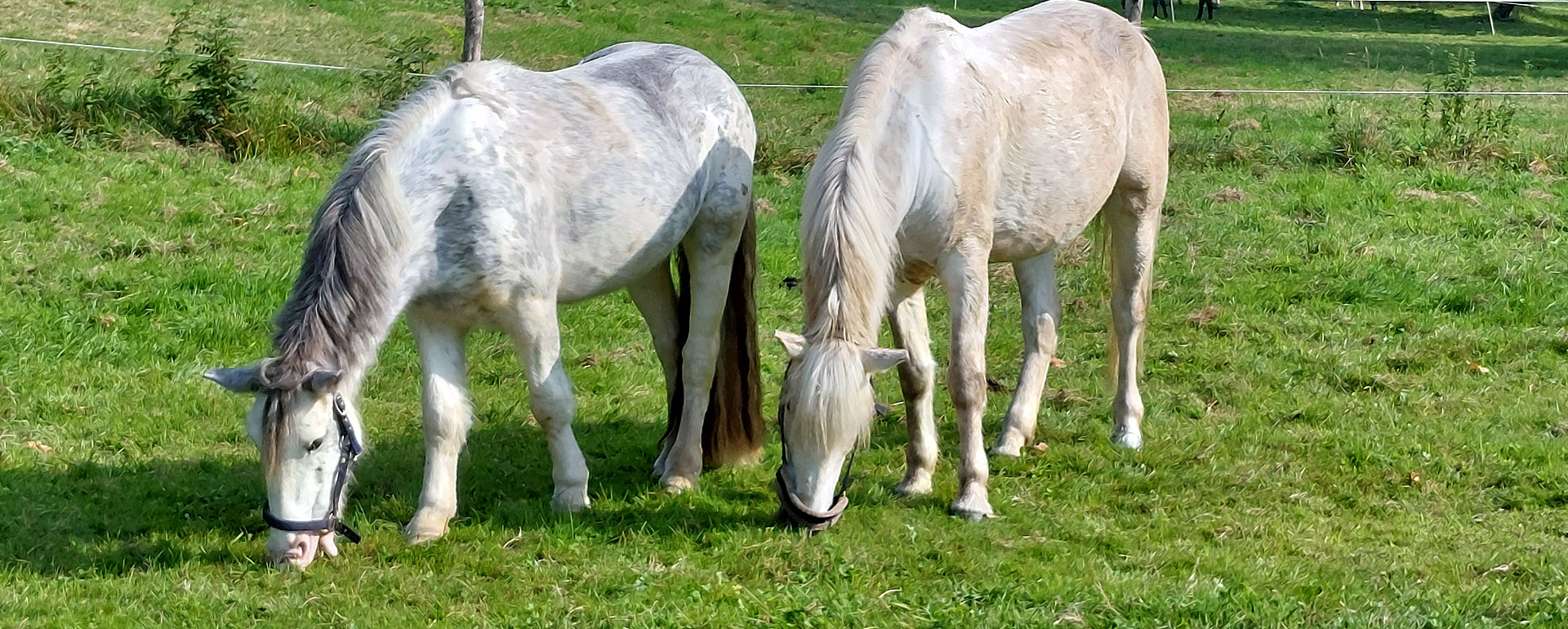 Unsere Pferde