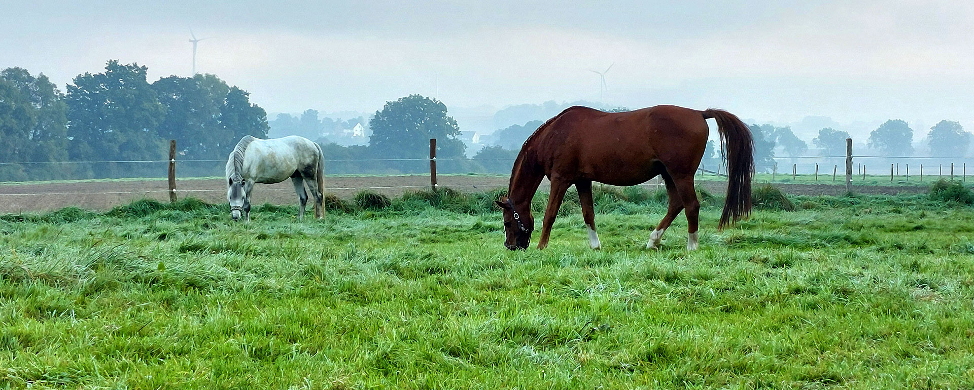 Weide am Morgen