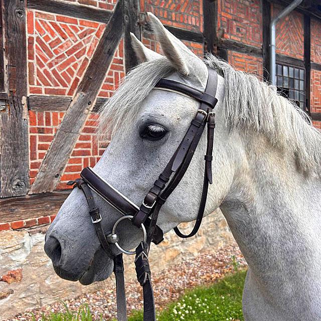 horse_3.jpg