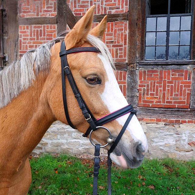 horse_5.jpg