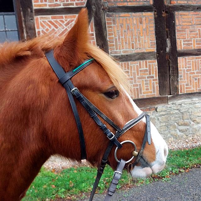 horse_6.jpg