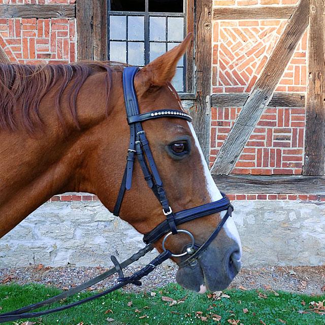 Fynn